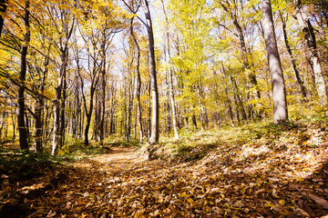 Picture of beautiful colorful forest on sunlight
