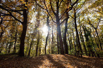 Picture of wooden bench in forest on sunlight