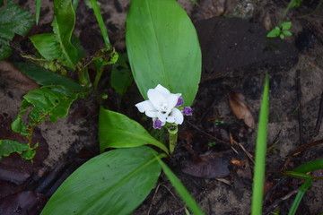 Close up white flower 