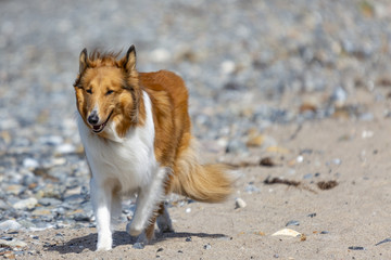 Collie am Strand