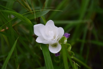Close up white flower 