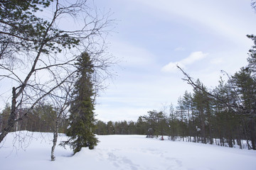 雪景色　フィンランド　ロバニエミ