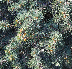 fluffy fir-tree branch background close up. nature
