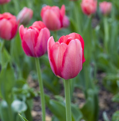 pink tulips in spring garden. nature, background.