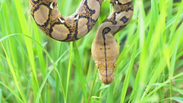 python (Morelia viridis). closeup of the eye