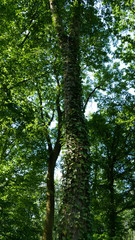 Plante grimpante