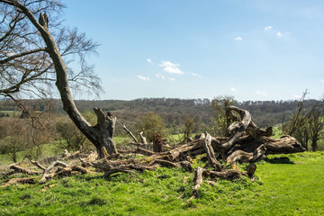 Dead tree ruins on a hillslope of the Chilterns seen on a sunny day near Ivinghoe Beacon - 2