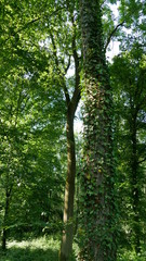 Plante grimpante