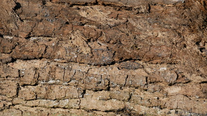 Écorce pure