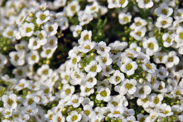 Small white lobularia flowers glistening with morning dew