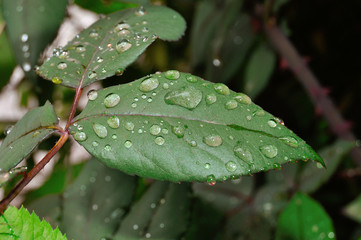Gotas de agua en hoja de rosal