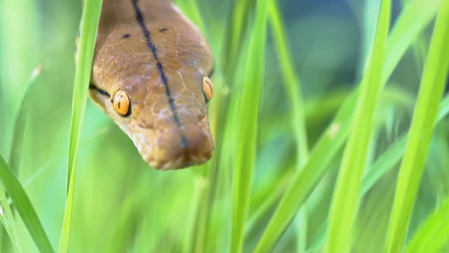 python (Morelia viridis). closeup of the eye