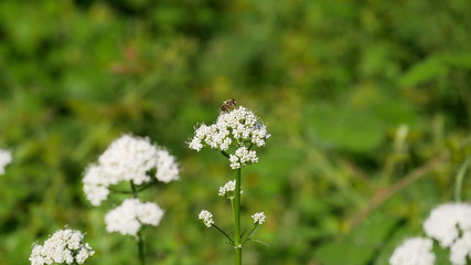 Abeille butineuse