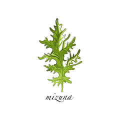 Mizuna fresh culinary plant, green seasoning cooking herb for soup, salad, meat and other dishes hand drawn vector Illustrations on a white background