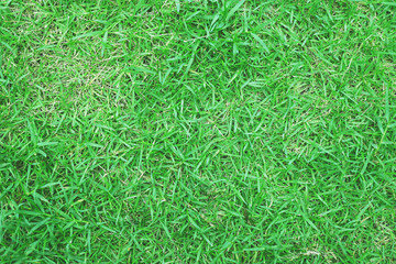 grass background
