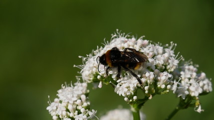 Bourdon butineur