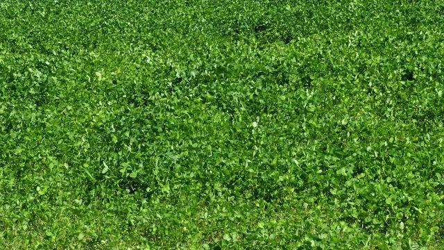 Clover in the meadow (Trifolium pratense). Green clovers foliage in spring.
