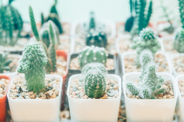 Collection of various cactus in different pots. Potted cactus house plants on  white background..succulent plants