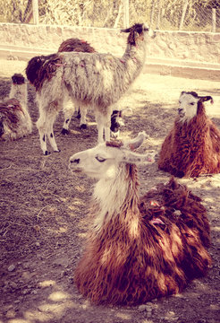 Lamas in a farm