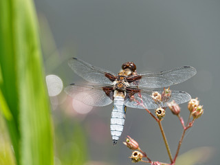Plattbauchlibelle am Teichrand (Nahaufnahme)