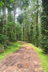 Fototapeta na wymiar Muddy road in the middle of forest landscape in Yercaud, India