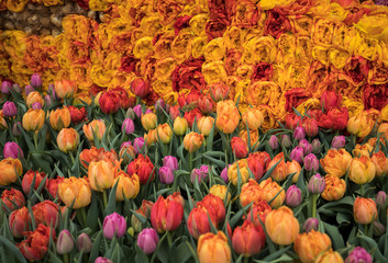 Abstract background . Colorful tulips flowers blooming in a park