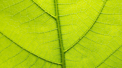 Fototapeta na wymiar Fresh green leaf texture macro close-up