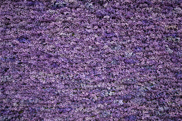 Abstract background . Close-up of violet hyacinths flowers