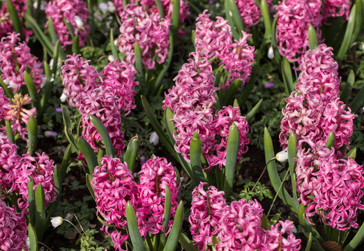 Pink hyacinths flowers blooming in a garden © wjarek