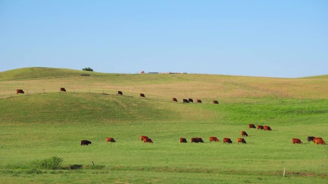 Red Scottish cows graze in the meadow