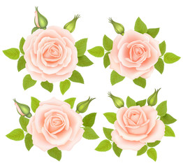 Set of Roses Flowers. Vector illustration