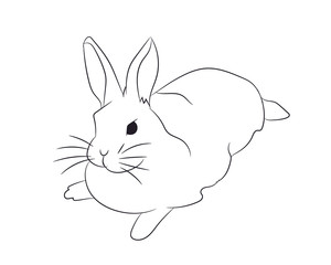hare lies, lines, vector