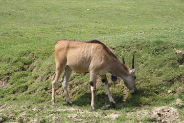 gazzella