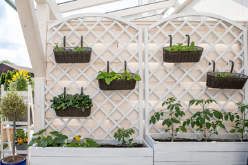 Vegetables and salad in decorative vertical garden and raised bed. © wagner_md