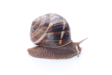 Burgundy snail isolated on white