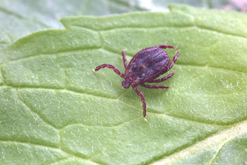 Tick sits on leaf in forest