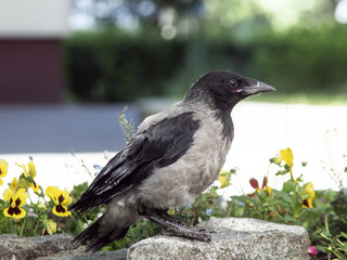 wrona