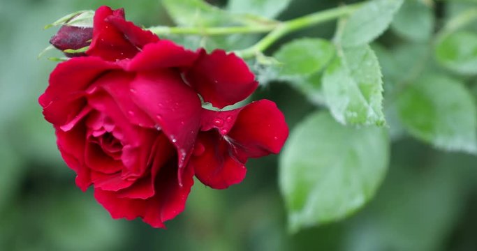 Big red rose flower on bush