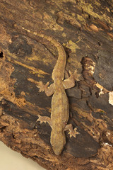 Flat-tailed house gecko, Hemidactylus platyurus, Gekkonidae, Jampue hills, Tripura