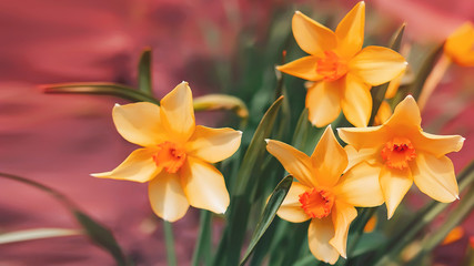 Young daffodils in spring. natural background