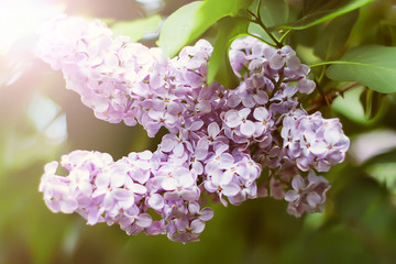 a blossoming bush of lilac. natural background