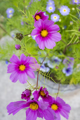 Obraz premium the beautiful flowerpot on balcony with Cosmos flowers and other balcony flowers
