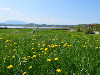 Blumenwiese am Chiemsee