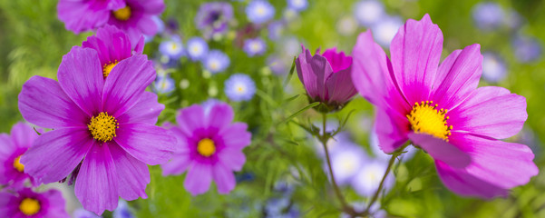 Fototapeta na wymiar cosmos flowers in the garden