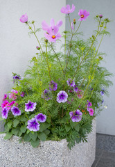 the beautiful flowerpot on balcony with Cosmos flowers and other balcony flowers