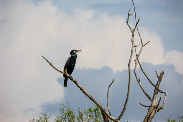 Cormorant standing on dead tree branche in the spring waters of lake Kerkini, Northern Greece. Close-up picture of bird, looking right