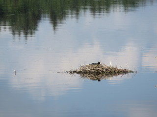 Blässhuhn Nest