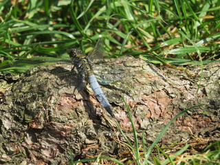 Libelle / Libellula depressa