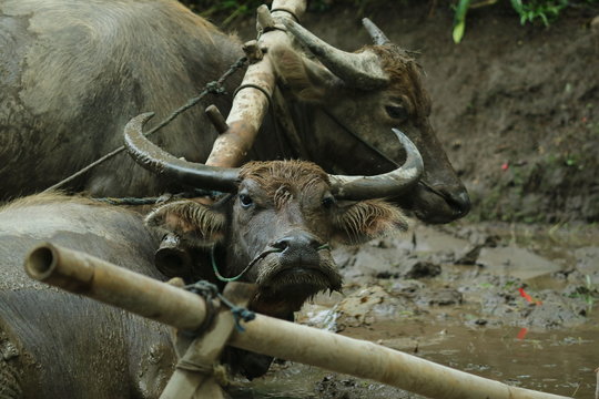 Farmers plows rice fields. Indonesian culture traditional plowing with buffalo. 