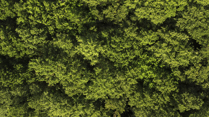 Perpendicular aerial view of a thick forest of trees. The leaves, green with yellow hues, of the plants cover the view of the undergrowth on this beautiful summer day.